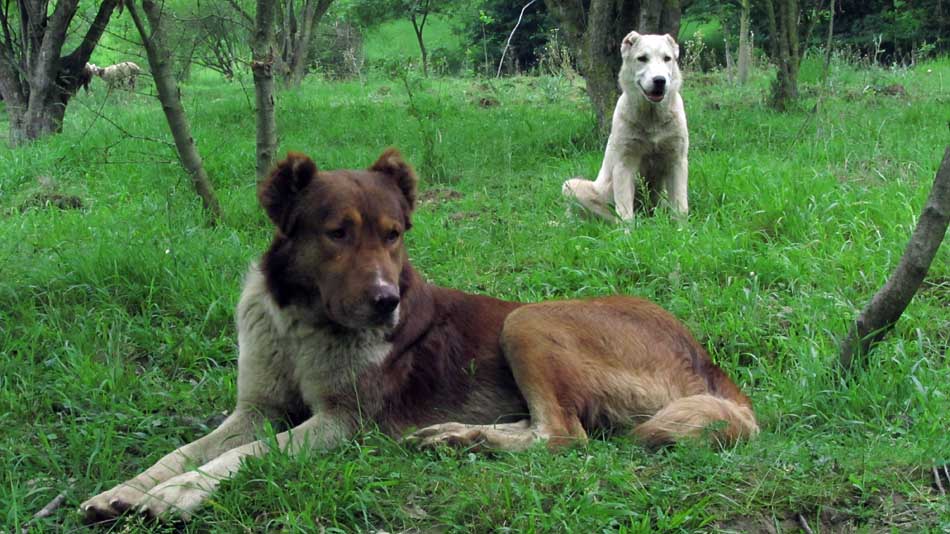 1_78_.JPG (950×534)