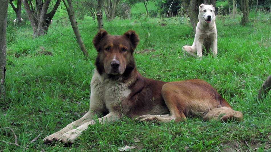 1_79_.JPG (950×534)