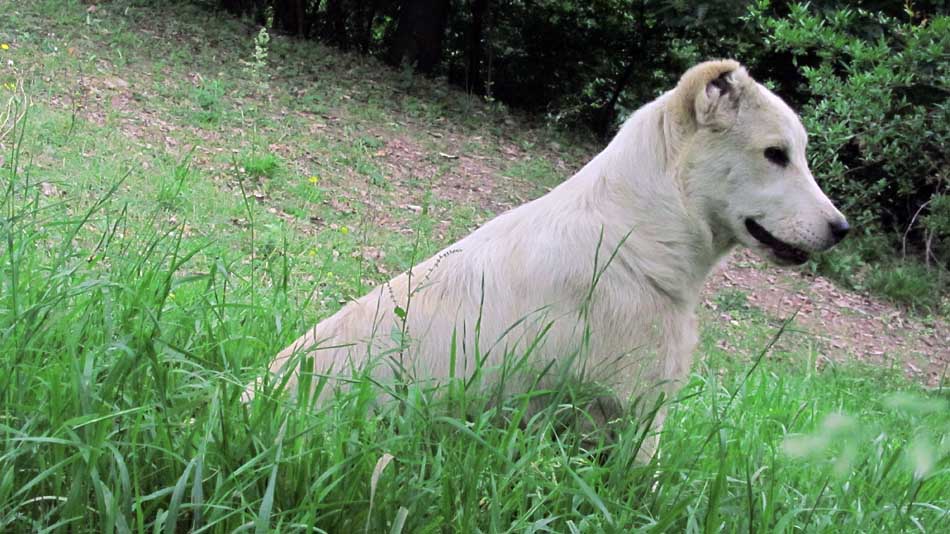 1_80_.JPG (950×534)