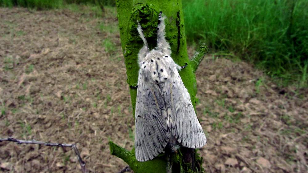 IMG_4485.JPG (1000×562)