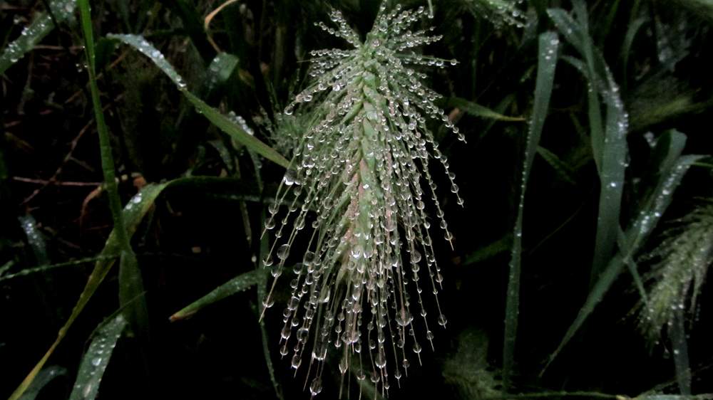 IMG_4308.JPG (1000×562)