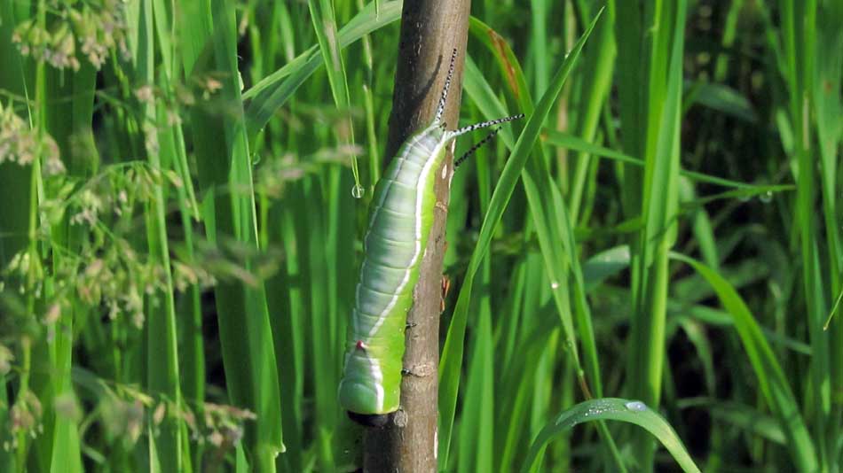 1_12_.JPG (950×534)