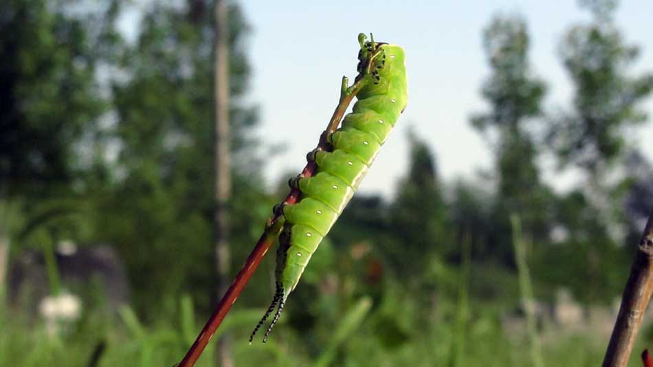 1_13_.JPG (950×534)