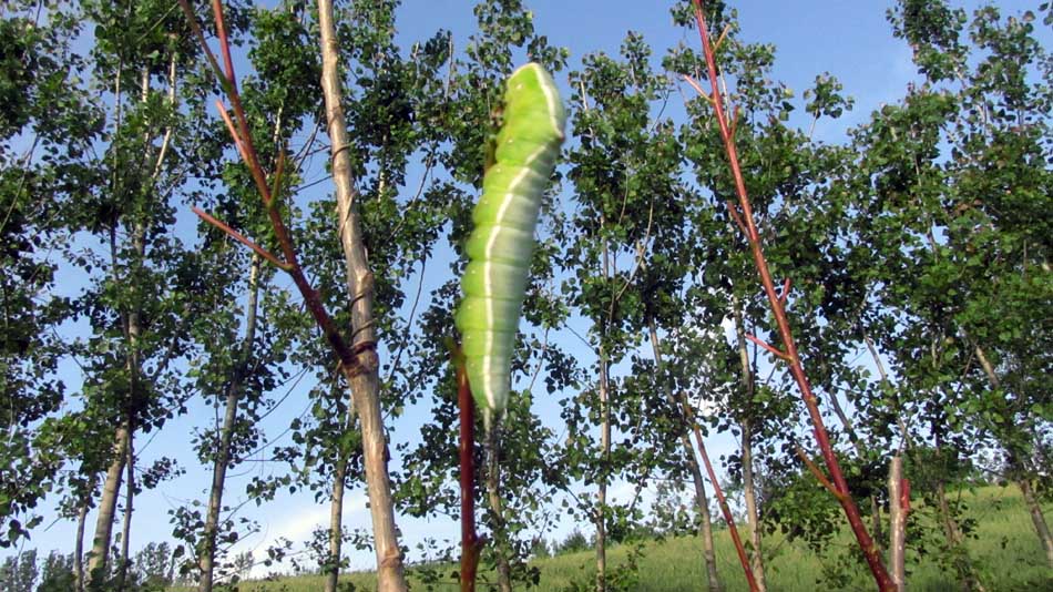 1_15_.JPG (950×534)