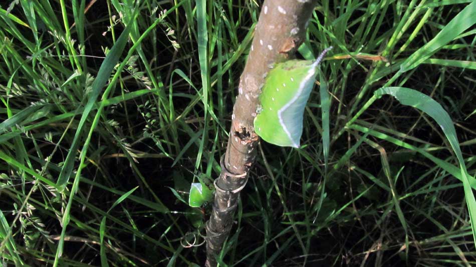 1_18_.JPG (950×534)