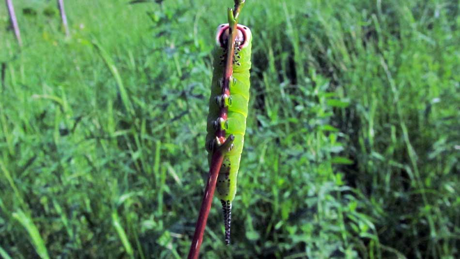 1_20_.JPG (950×534)