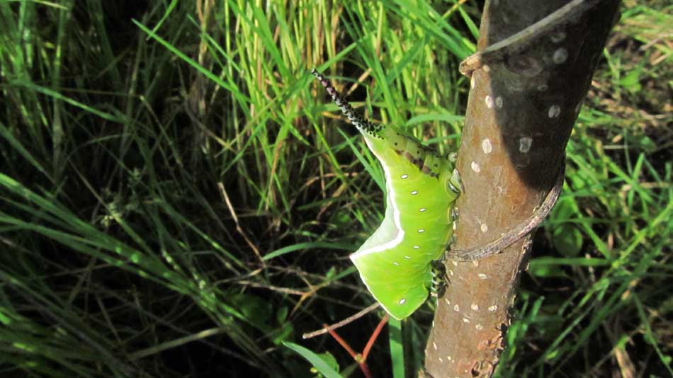 1_30_.JPG (950×534)