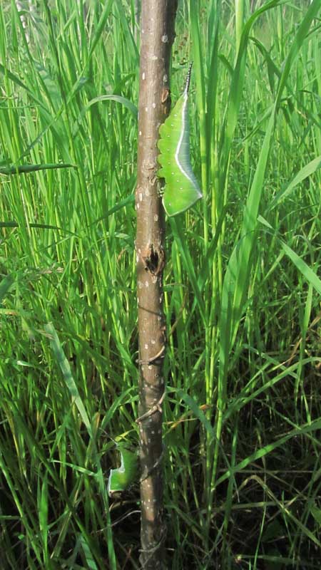 1_33_.JPG (450×800)