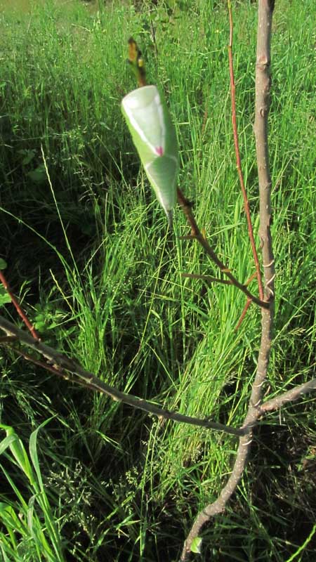 1_35_.JPG (450×800)