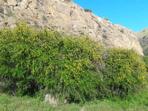 کوه بهار جلوه‌ای منحصربه‌فرد از هنرنمایی طبیعت / تصاویر
