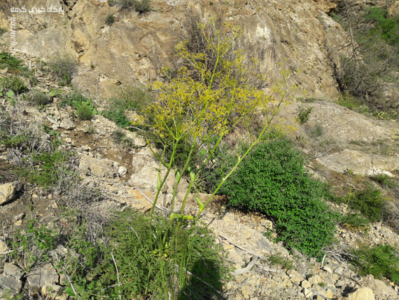کوه بهار جلوه‌ای منحصربه‌فرد از هنرنمایی طبیعت / تصاویر