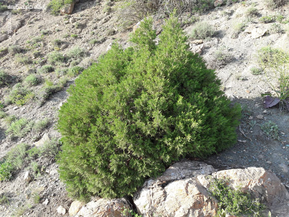 کوه بهار جلوه‌ای منحصربه‌فرد از هنرنمایی طبیعت / تصاویر
