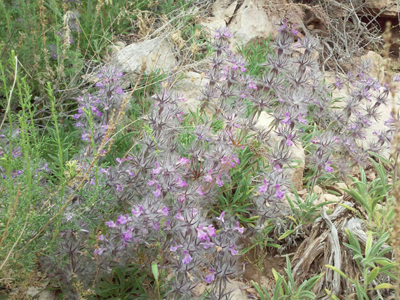 کوه بهار جلوه‌ای منحصربه‌فرد از هنرنمایی طبیعت / تصاویر