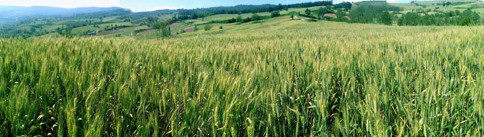 IMG_20160513_100037.jpg (950×269)