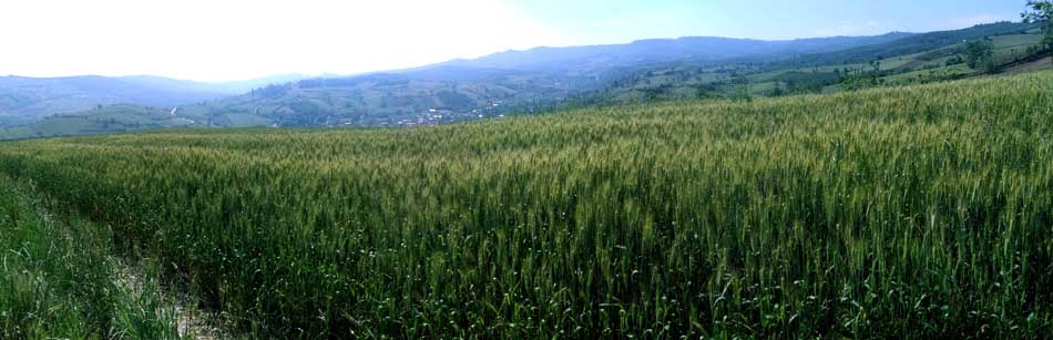 IMG_20160513_100221.jpg (950×307)