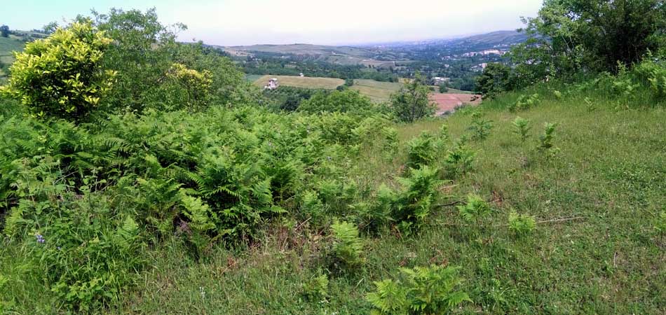 IMG_20160513_103543.jpg (950×450)