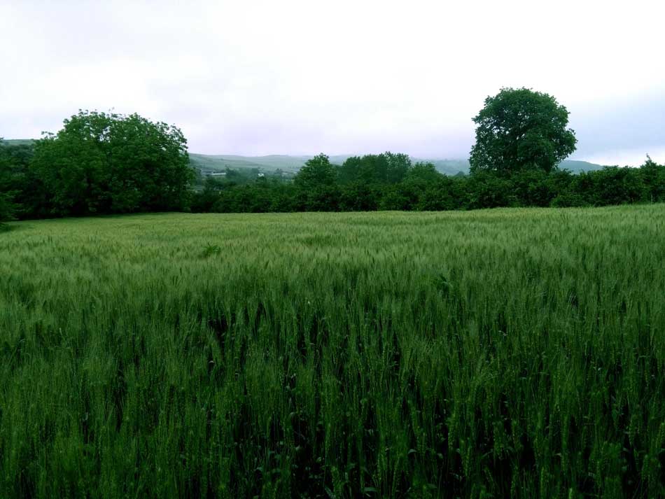 IMG_20160506_082127.jpg (950×713)