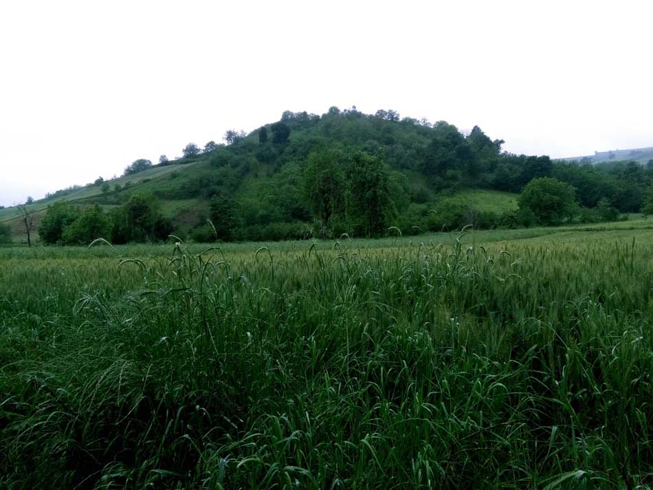 IMG_20160506_083205.jpg (950×713)