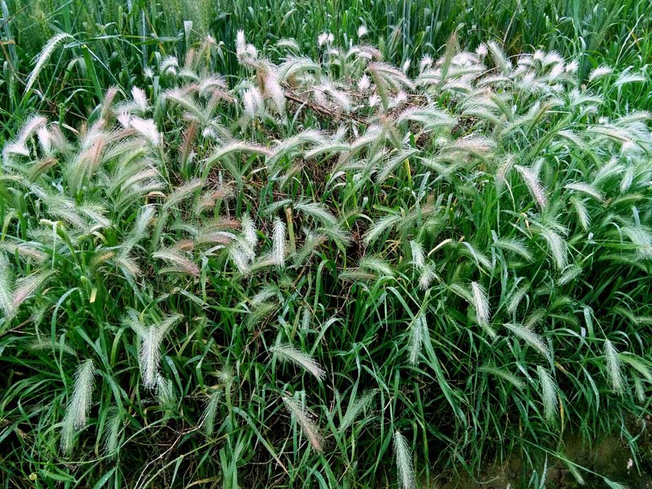 IMG_20160506_083717.jpg (950×713)