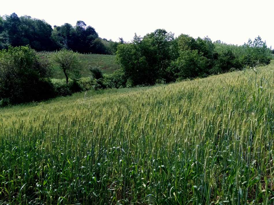 IMG_20160506_102702.jpg (950×713)