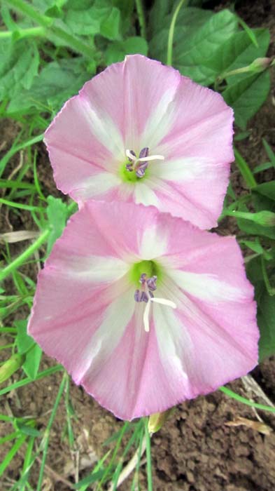 IMG_4460.jpg (393×700)