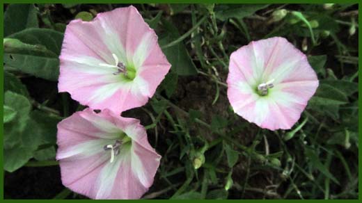 IMG_4467_copy.jpg (520×292)