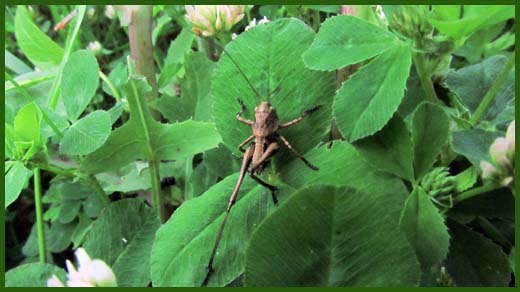 IMG_4494_copy.jpg (520×292)