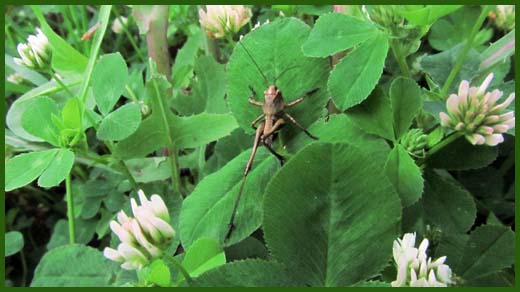 IMG_4495_copy.jpg (520×292)