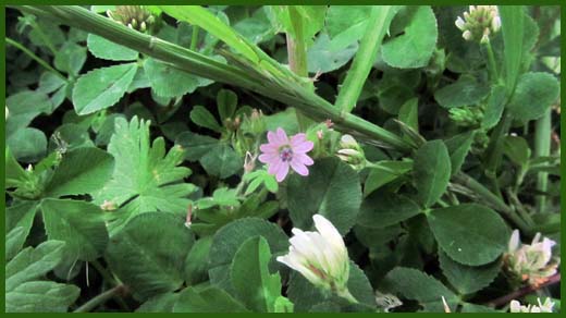 IMG_4498_copy.jpg (520×292)