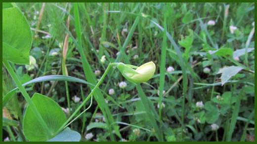 IMG_4503_copy.jpg (520×292)