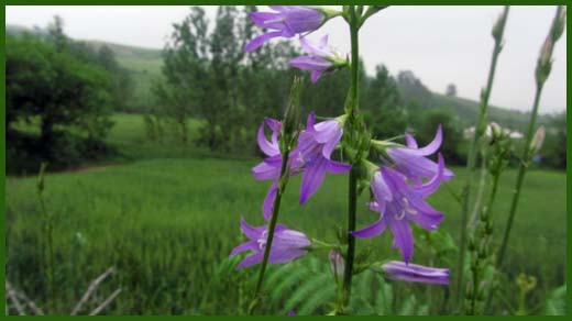 IMG_4505_copy.jpg (520×292)