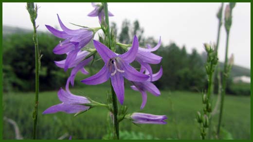 IMG_4517_copy.jpg (520×292)