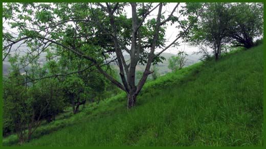 IMG_4537_copy.jpg (520×292)