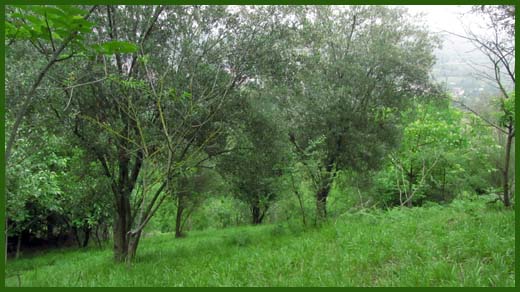 IMG_4543_copy.jpg (520×292)