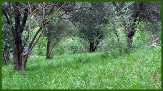 IMG_4544_copy.jpg (520×292)