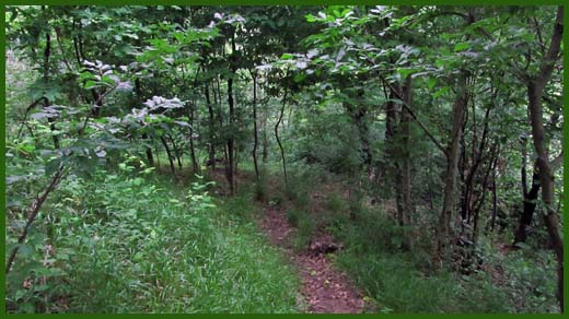 IMG_4585_copy.jpg (520×292)