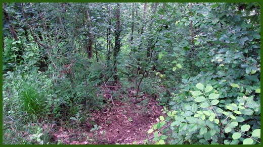 IMG_4589_copy.jpg (520×292)