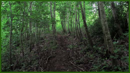 IMG_4590_copy.jpg (520×292)