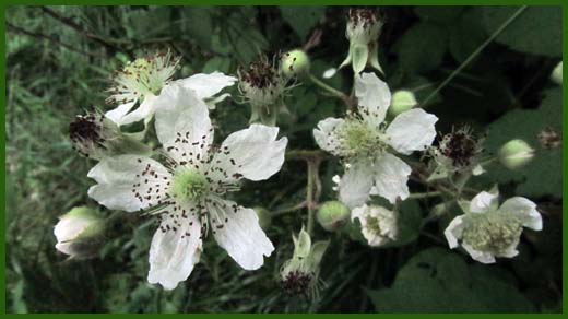 IMG_4598_copy.jpg (520×292)