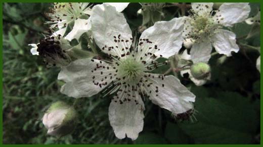 IMG_4599_copy.jpg (520×292)