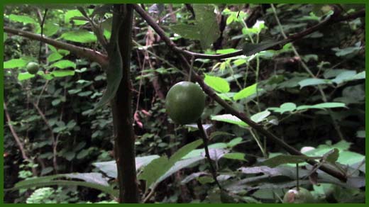 IMG_4604_copy.jpg (520×292)