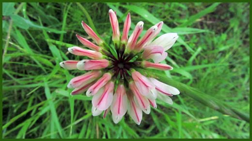 IMG_4617_copy.jpg (520×292)