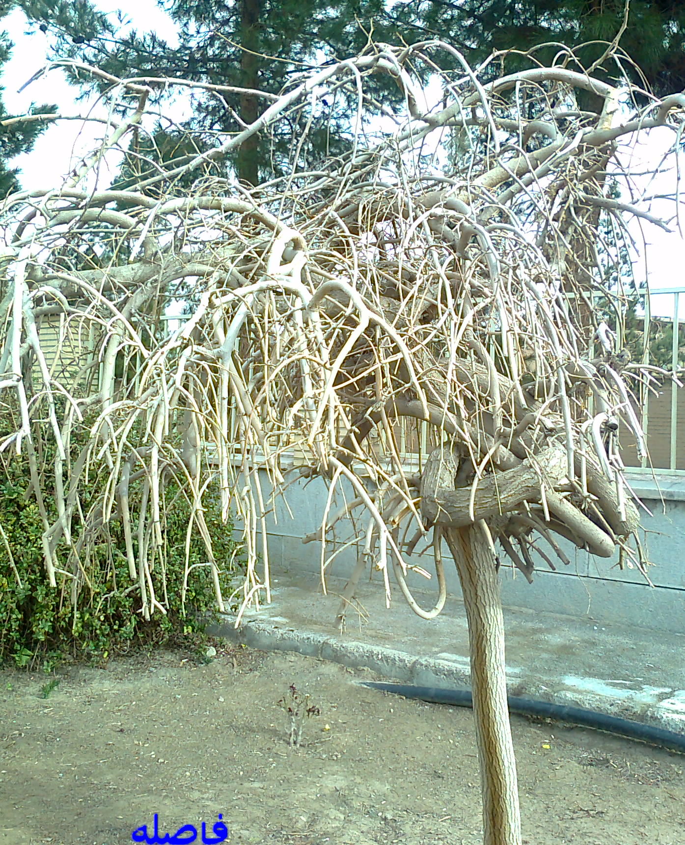 درخت عجیب