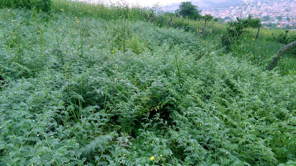 IMG_20160507_082552.jpg (950×534)