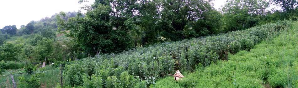 IMG_20160507_082913.jpg (950×282)