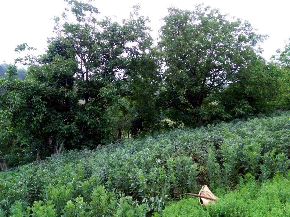 IMG_20160507_083211.jpg (950×713)