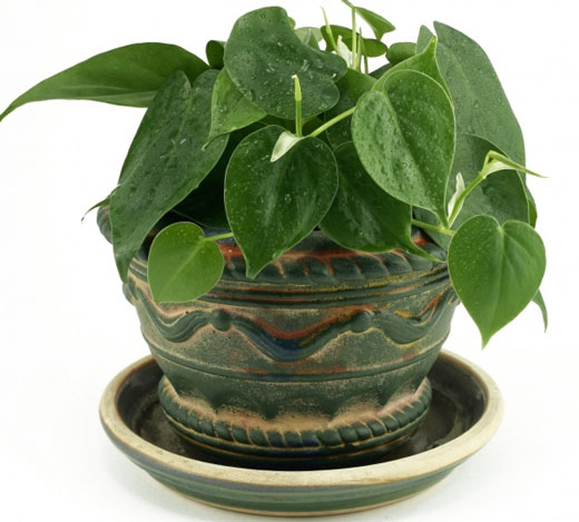 نگهداری گل در خانه