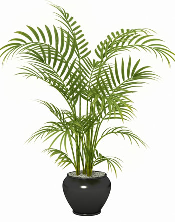 گیاهان خانگی