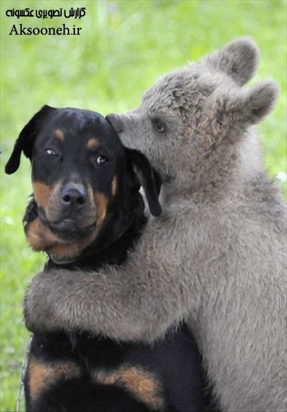 تصاویر زیبا از دوستی و همزیستی مسالمت‌آمیز حیوانات با یکدیگر