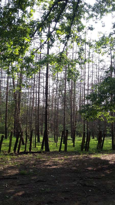 photo_2016_06_13_20_04_10.jpg (450×800)